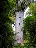 Kauritree_3536.jpg