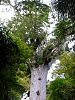 Kauritree_3537.jpg