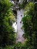 Kauritree_3538.jpg