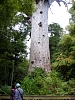 Kauritree_3539.jpg