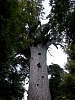 Kauritree_3540.jpg