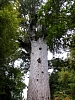 Kauritree_3541.jpg