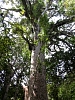 Kauritree_3543.jpg