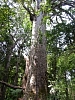 Kauritree_3544.jpg
