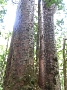 Kauritree_3545.jpg