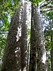 Kauritree_3546.jpg