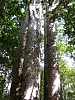 Kauritree_3547.jpg