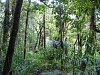 Kauritree_3548.jpg