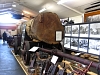 Kauritree_3551.jpg